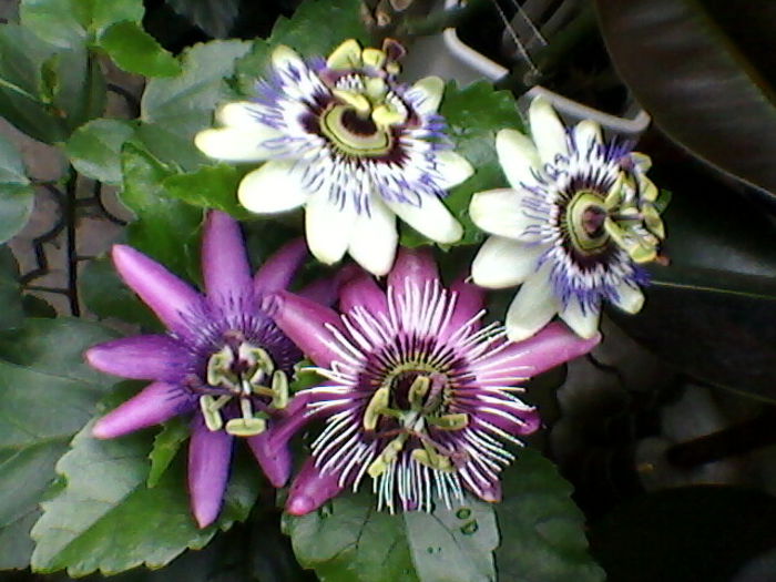 trei soiuri de passiflora