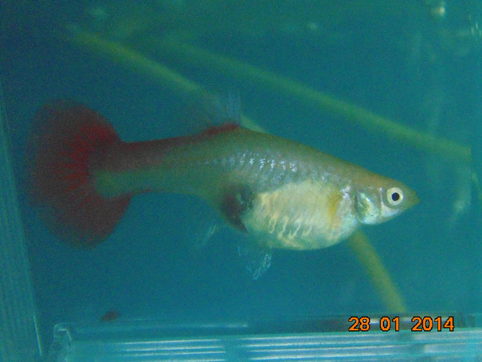 DSC01687 - Guppy full red