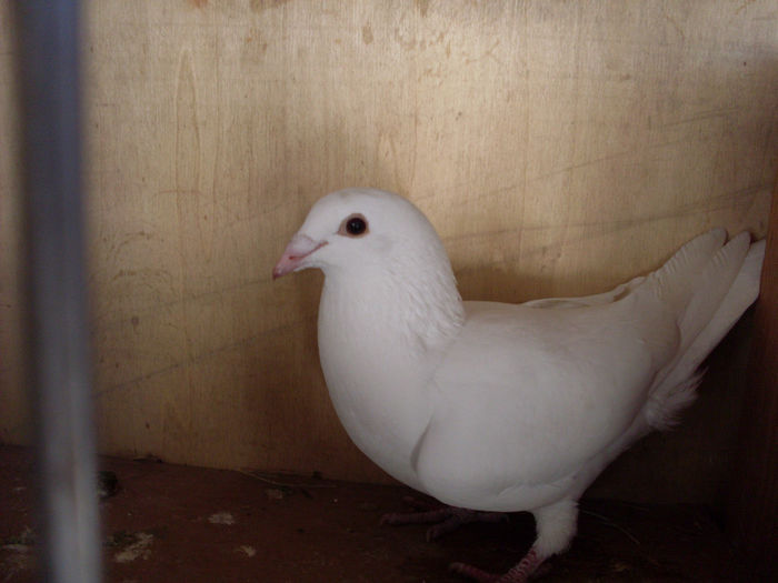 SDC13499 - 7 porumbei albii