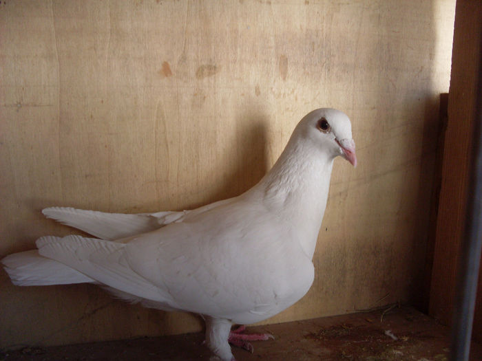SDC13488 - 7 porumbei albii
