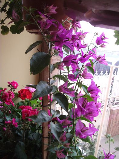 18 decembrie - Bougainvillea