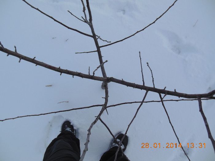 mar  Romus3- 4 sarpante