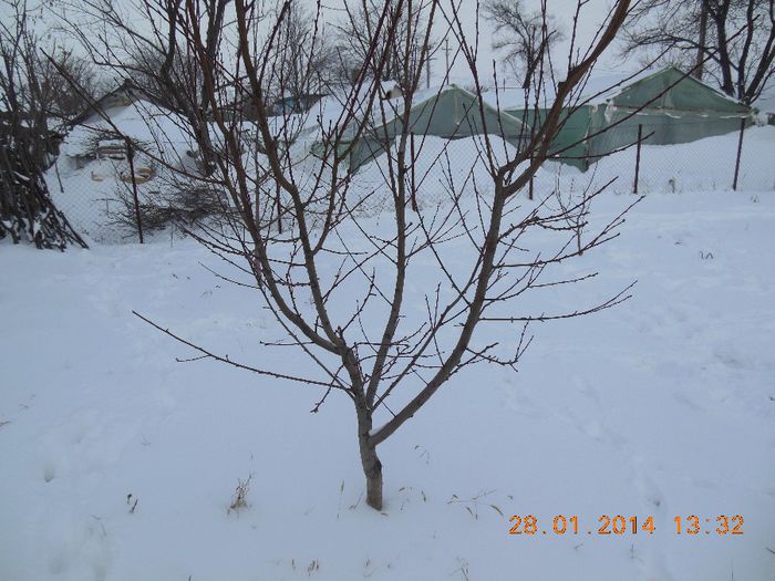 Nectarin - pomii iarna 28-01-2014