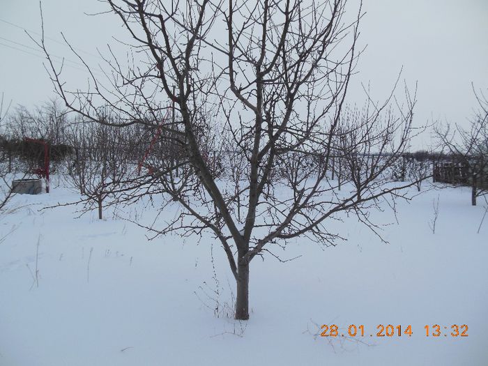mar matur - pomii iarna 28-01-2014