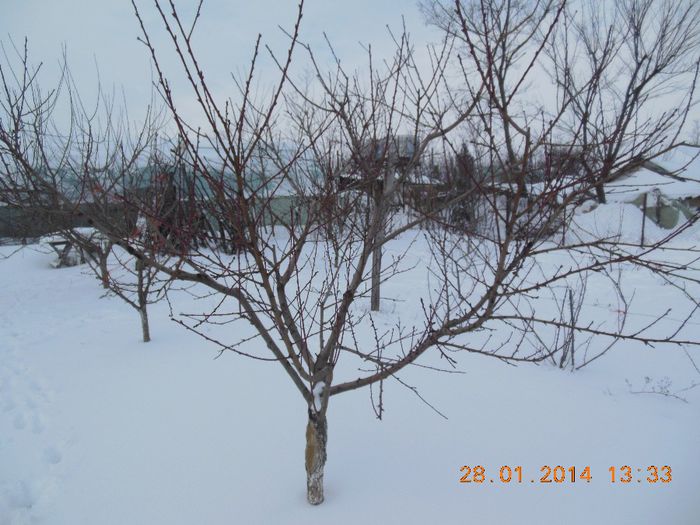 piersic - pomii iarna 28-01-2014