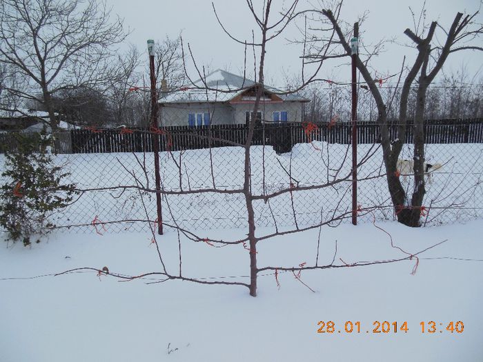mar Jonagold pe spalier de 3 ani - pomii iarna 28-01-2014