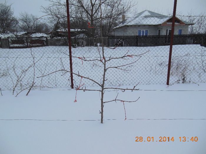 incercare de par pe spalier - pomii iarna 28-01-2014