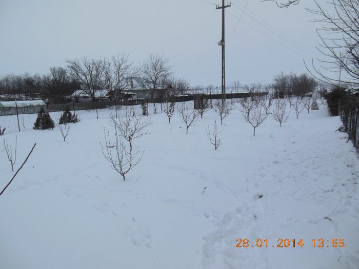 foto de pe un troian cu livada mai tanara - pomii iarna 28-01-2014