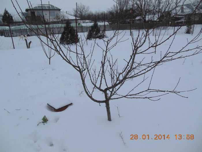 piersic Superba de toamna - pomii iarna 28-01-2014
