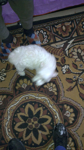 IMAG0056 - o fetita bichon bolognese