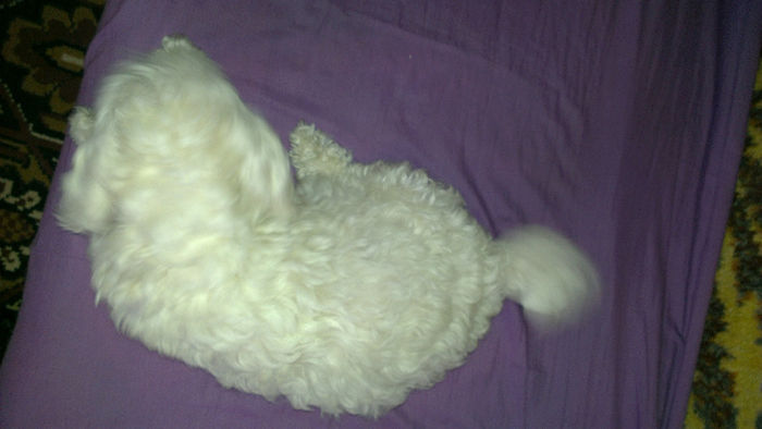 IMAG0057 - o fetita bichon bolognese
