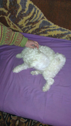 IMAG0060 - o fetita bichon bolognese