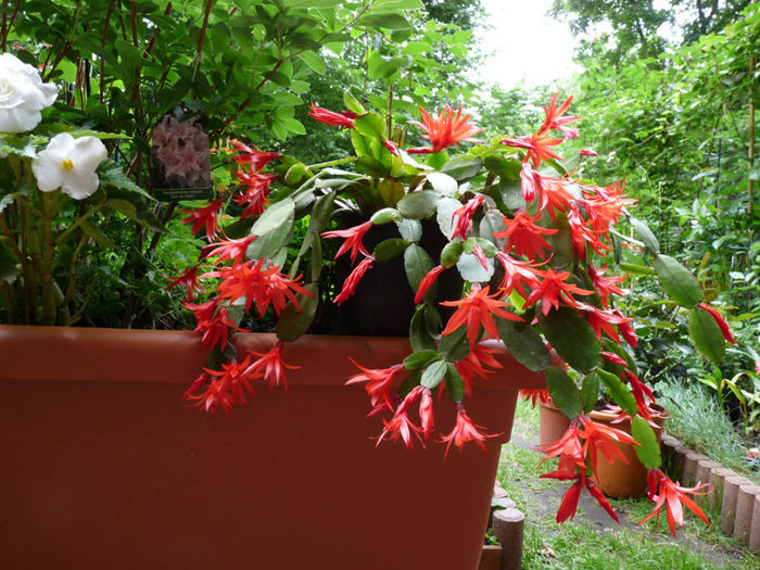 P1140787; Easter cactus
