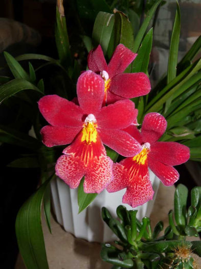 P1020298; Orchidea
