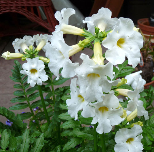 P1040115; Gloxinia
