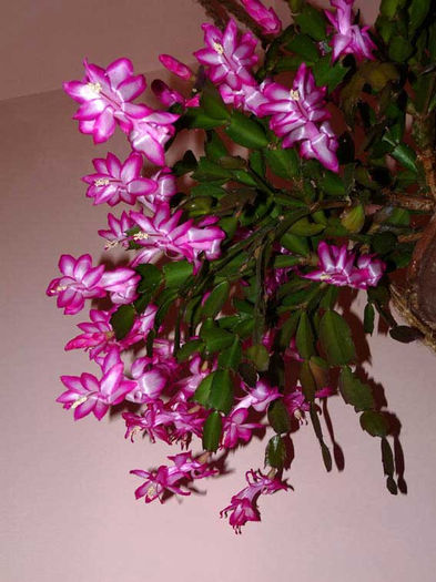 00---P1000997; Christmas cactus
