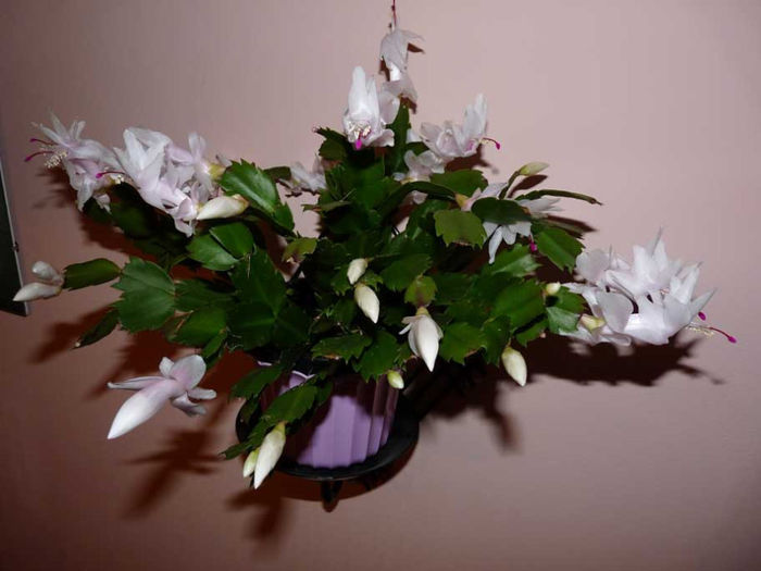 P1000190 - Flower Garden