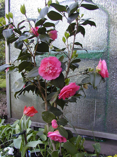 P4220001 - Flower Garden