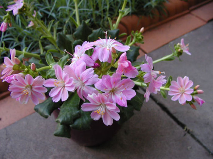 P4270066 - Flower Garden