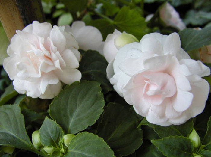 P4270073 - Flower Garden