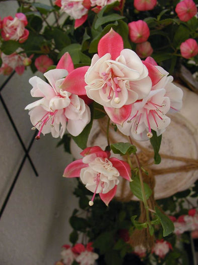 P5040201 - Flower Garden