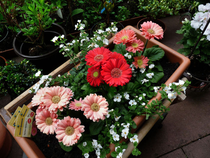 P1120147 - Flower Garden