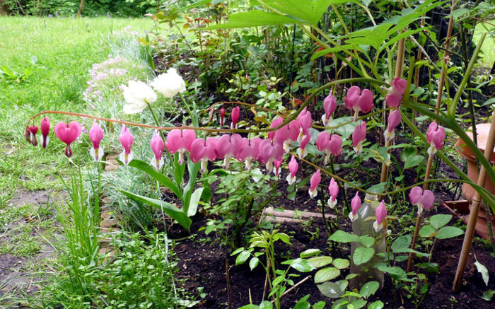 P1170148 - Flower Garden
