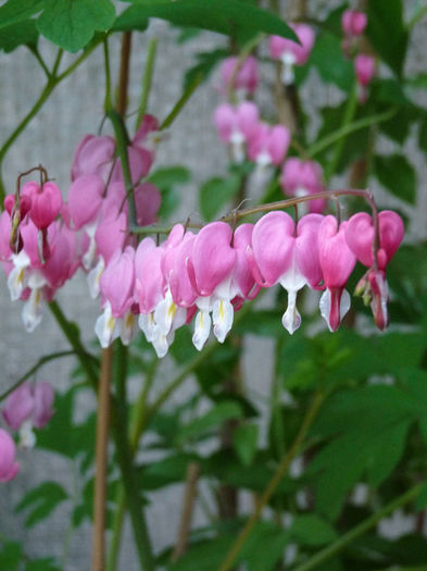 P1170259; dicentra spectabilis
