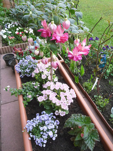 P1230519 - Flower Garden