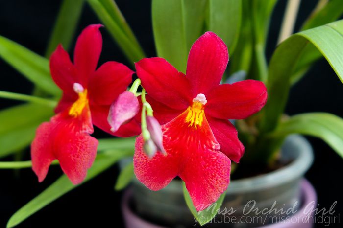 Oncidiopsis (Burrageara) Nelly Isler; Parfumata - lamai
