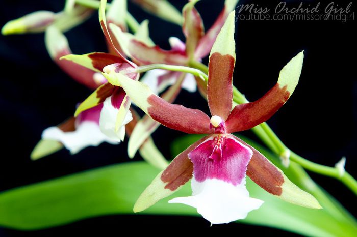 Aliceara (Beallara) Eurostar; Slab parfumata - piper
