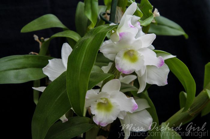 Dendrobium Spring Dream Apollon - 2 Reinfloriri 2014