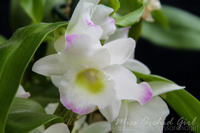 Dendrobium Spring Dream Apollon; Parfumat - floral, dulce
