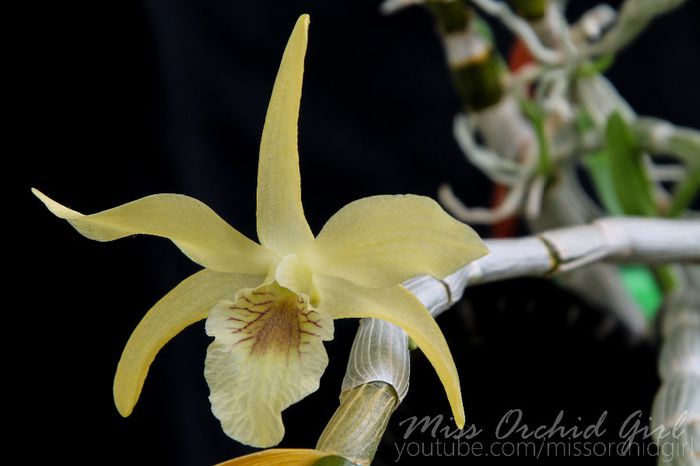 Dendrobium Stardust Chyomi; Parfumat - Zambile
