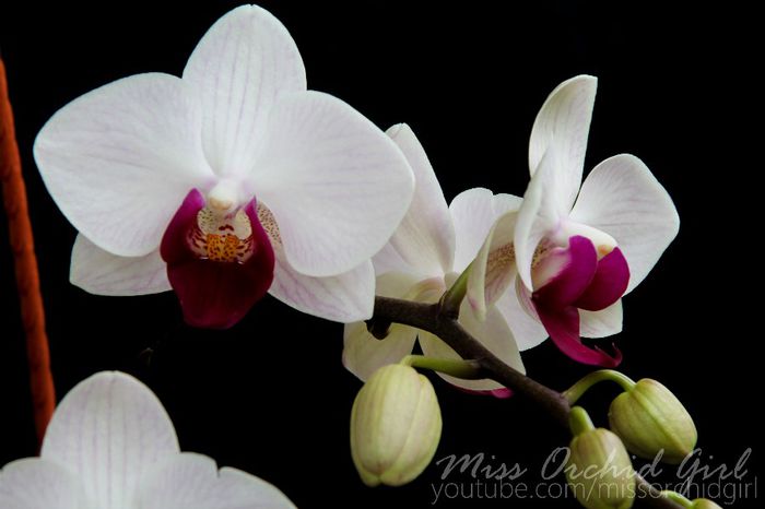 Phalaenopsis Little gem Stripes
