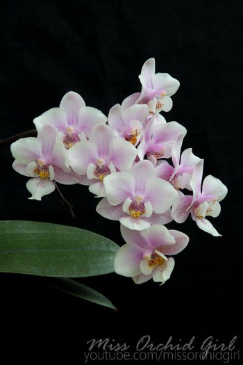 Phalaenopsis Jiaho's Pink Girl