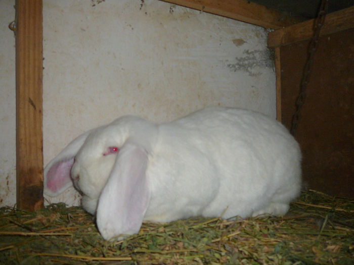 Femela culoarea : Alb (2012); Botosani-Corni
