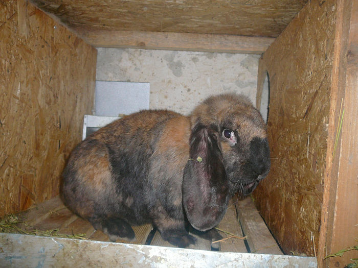 Femela culoarea : Thuringer (2012) 9,5kg - arhiva matca-berbeci
