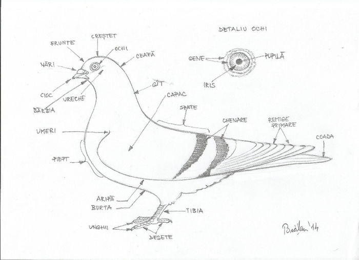 termeni anatomie