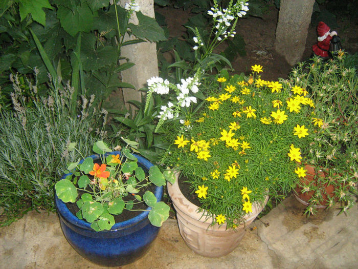 Caltunasi-Coreopsis - Flori de gradina 2012