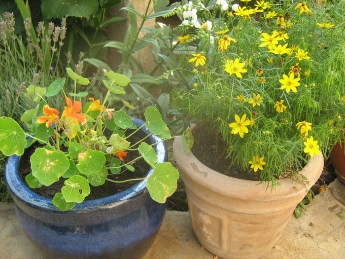 Caltunasi-Coreopsis - Flori de gradina 2012