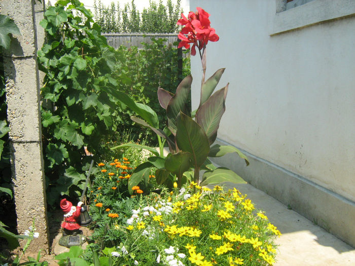 Canna Indica