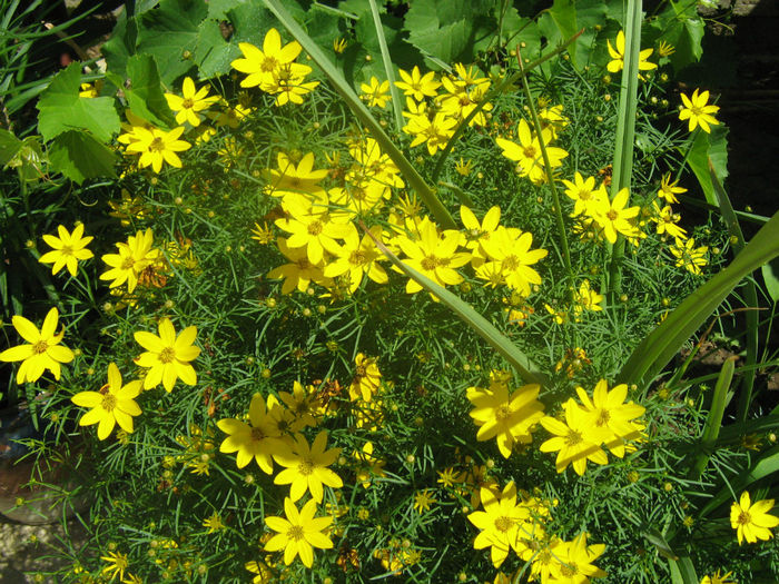 Coreopsis