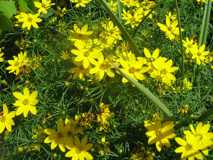 Coreopsis Zagreb