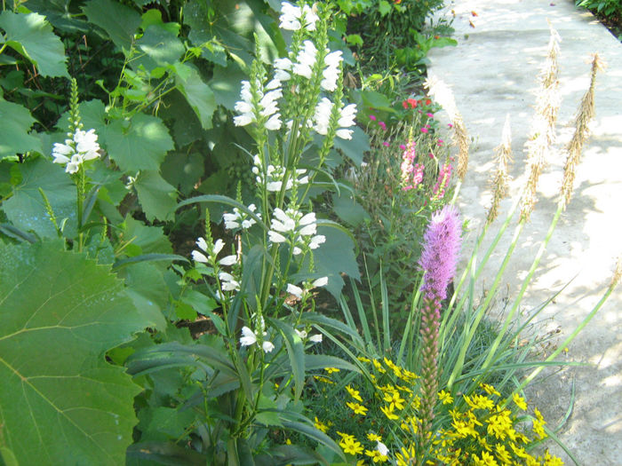 Flori - Flori de gradina 2012