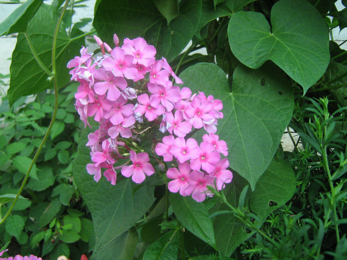 Flox - Flori de gradina 2012