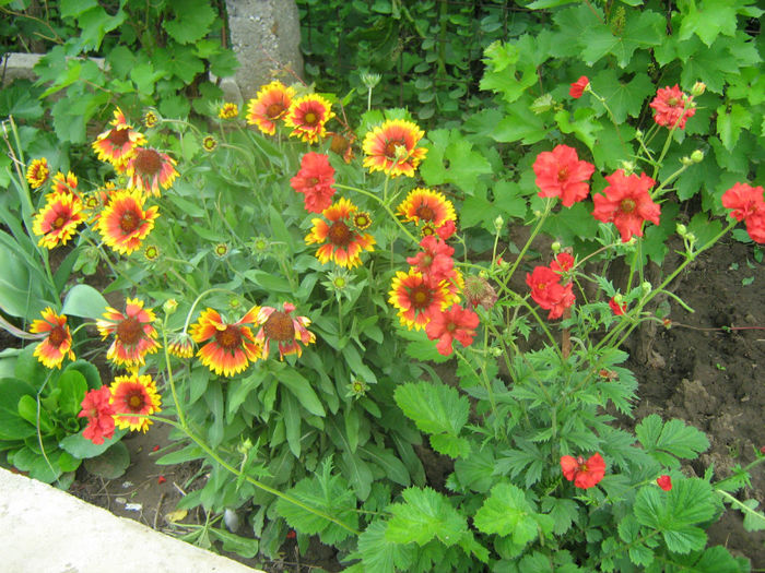 Fluturasi-Gaillardia