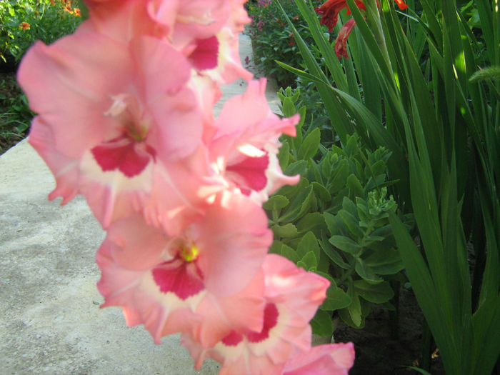 Gladiole - Flori de gradina 2012