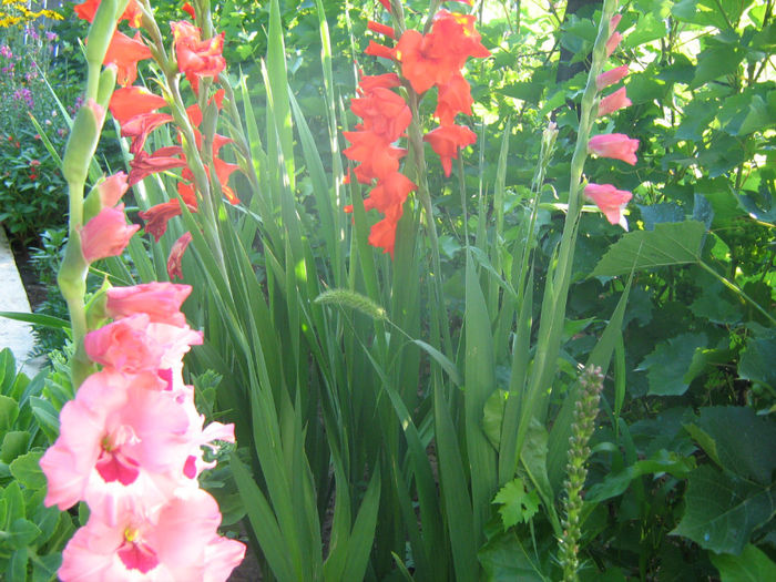 Gladiole