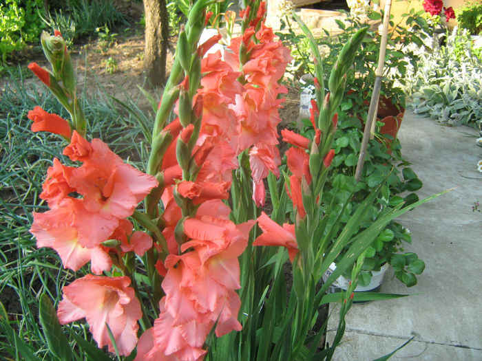 Gladiole